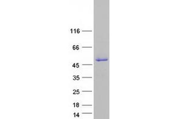 SSBP4 Protein (Transcript Variant 2) (Myc-DYKDDDDK Tag)