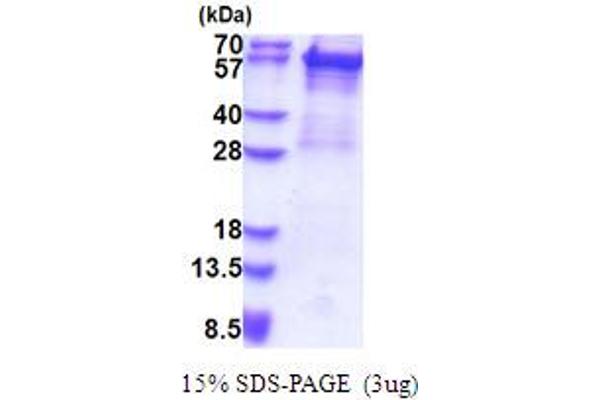 Cytokeratin 5 Protein (AA 1-590) (His tag)