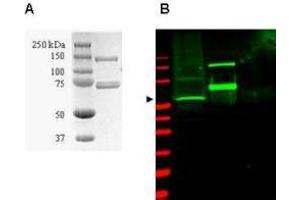 Coommassie-stained SDS-PAGE of GST-SAE1 recombinant protein (Panel A) and western blotting (Panel B) of HeLa WC lysate (lane 1) and purified recombinant GST-SAE1 (lane 2) are presented to show specificity of  purified anti-SUMO Activating Enzyme (SAE1) antibody. (SUMO Activating Enzyme E1 antibody)