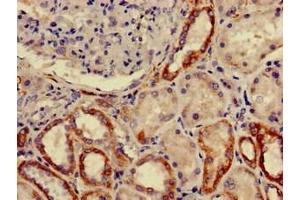 Immunohistochemistry of paraffin-embedded human kidney tissue using ABIN7153247 at dilution of 1:100 (FURIN antibody  (AA 520-701))