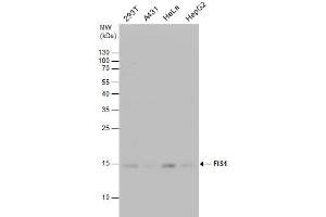 Western Blotting (WB) image for anti-Fission 1 (FIS1) (full length) antibody (ABIN2856782)