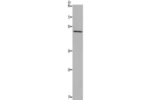 Western Blotting (WB) image for anti-Prostaglandin E Receptor 4 (Subtype EP4) (PTGER4) antibody (ABIN2425821) (PTGER4 antibody)