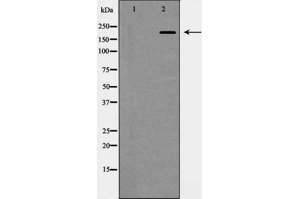 Integrin beta 4 antibody  (C-Term)