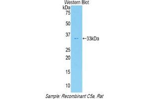 Detection of Recombinant C5a, Rat using Polyclonal Antibody to Complement Component 5a (C5a) (C5A antibody  (AA 12-64))