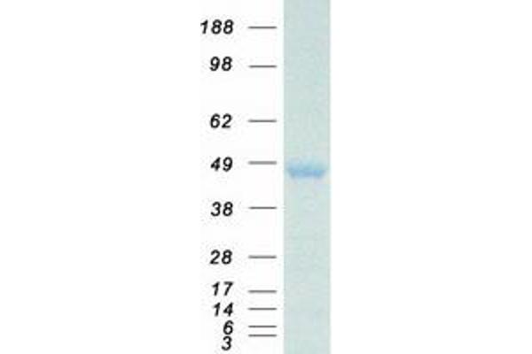 HOXA10 Protein (Transcript Variant 1) (Myc-DYKDDDDK Tag)