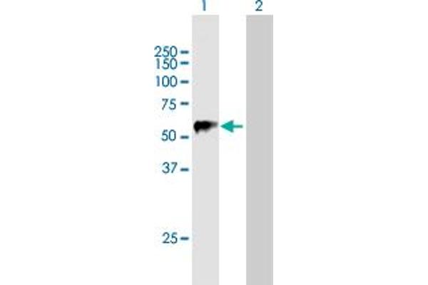 TRIM22 antibody  (AA 1-498)