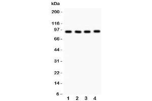 Western blot testing of VCP antibody and 1. (VCP antibody  (AA 732-760))