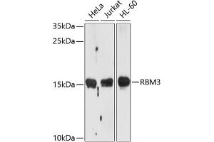 Western blot analysis of extracts of various cell lines, using RBM3 antibody  at 1:1000 dilution. (RBM3 antibody  (AA 1-157))