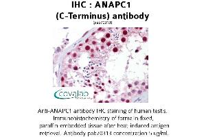 Image no. 1 for anti-Anaphase Promoting Complex Subunit 1 (ANAPC1) (C-Term) antibody (ABIN1731754) (APC1 antibody  (C-Term))