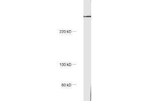 dilution: 1 : 1000, sample: rat brain homogenate (Golgin B1 (GOLGB1) antibody)