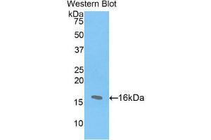 Western Blotting (WB) image for anti-Histone Cluster 2, H2ac (HIST2H2AC) (AA 1-129) antibody (ABIN1859166) (HIST2H2AC antibody  (AA 1-129))