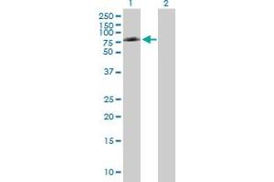 Western Blot analysis of PTGS1 expression in transfected 293T cell line by PTGS1 MaxPab polyclonal antibody. (PTGS1 antibody  (AA 1-599))