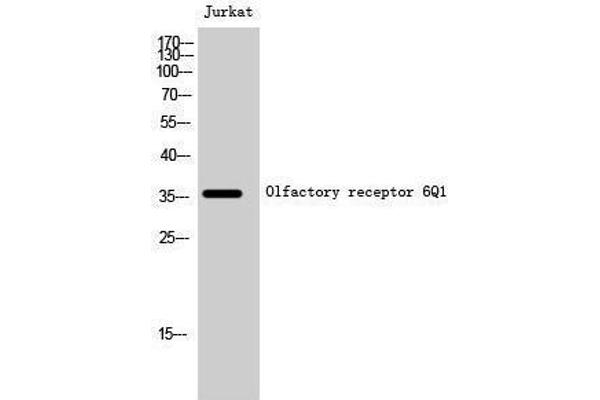 OR6Q1 抗体  (Internal Region)