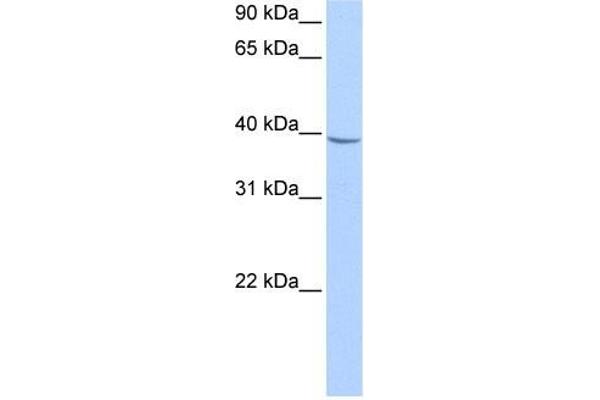 NUDT17 antibody