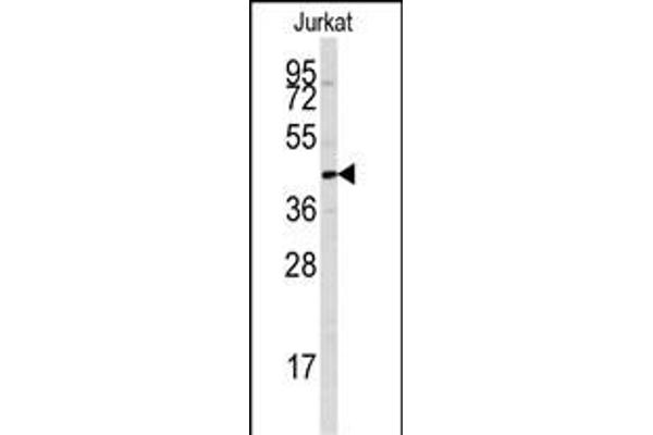 PTPN7 antibody  (AA 22-51)