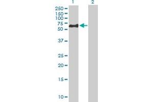 Western Blot analysis of NEK3 expression in transfected 293T cell line by NEK3 MaxPab polyclonal antibody. (NEK3 antibody  (AA 1-506))