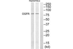 Western Blotting (WB) image for anti-Opioid Growth Factor Receptor (OGFR) (Internal Region) antibody (ABIN1851752) (OGFR antibody  (Internal Region))