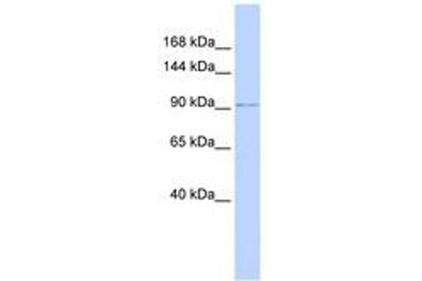 NDST3 antibody  (AA 216-265)