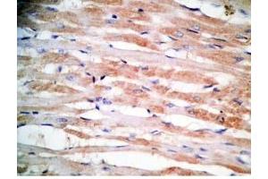 Rat heart tissue was stained by Rabbit Anti-MCT-1 (H) Antibody (Mitocryptide-1 (MCT-1) antibody)