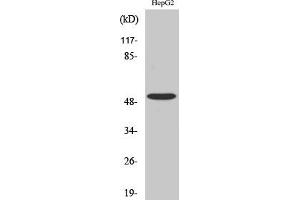 Western Blot analysis of COLO205 cells using TGFβ RI Polyclonal Antibody diluted at 1:500. (TGFBR1 antibody)