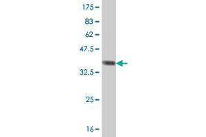 Western Blot detection against Immunogen (37. (EIF2A antibody  (AA 1-100))