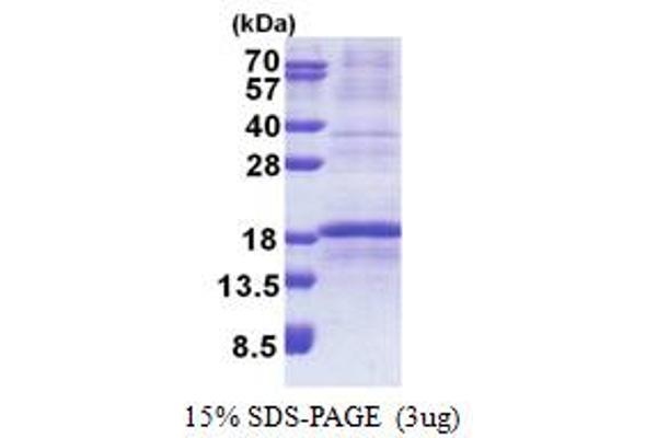 RPL34 Protein (AA 1-117) (His tag)