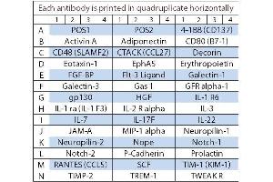 Image no. 1 for Rat Cytokine Array Q4 (ABIN4956088) (Rat Cytokine Array Q4)