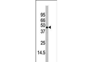 Western blot analysis of anti-P38beta Antibody in mouse heart tissue lysates (35ug/lane) (MAPK11 antibody  (C-Term))