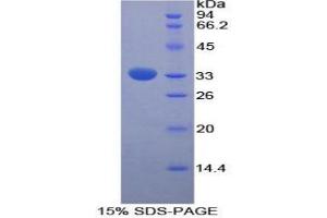 SDS-PAGE analysis of Rat FUCa1 Protein. (FUCA1 Protein)