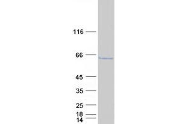 LSM14A Protein (Transcript Variant 2) (Myc-DYKDDDDK Tag)