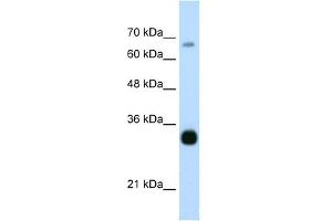 THOC3 antibody used at 0. (THO Complex 3 antibody  (Middle Region))