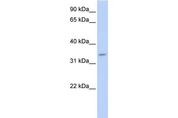 TNMD antibody  (N-Term)