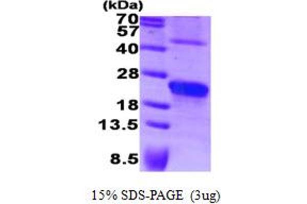 SDC4 Protein (AA 19-145)