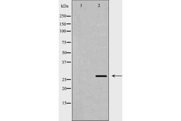 PSMA3 antibody  (Internal Region)