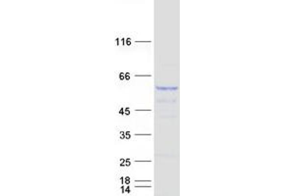 TAPBPL Protein (Myc-DYKDDDDK Tag)