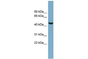 WB Suggested Anti-IRX6 Antibody Titration:  0. (IRX6 antibody  (N-Term))