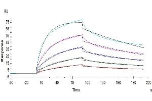 Surface Plasmon Resonance (SPR) image for IgG receptor FcRn (FcRn) (AA 24-297) protein (His tag) (ABIN7274675)