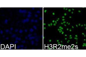 Immunofluorescence (IF) image for anti-Histone 3 (H3) (H3R2me2s) antibody (ABIN1873009) (Histone 3 antibody  (H3R2me2s))