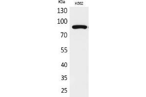 Western Blot analysis of K562 cells using Acetyl-HSP 90 (K292/284) Polyclonal Antibody. (HSP90 antibody  (acLys284, acLys292))