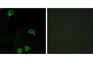 Peptide - +Western blot analysis of extracts from COLO cells, using EMR2 antibody. (EMR2 antibody  (C-Term))