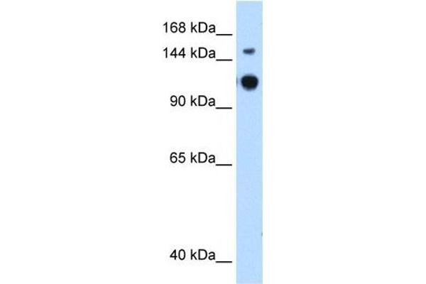 GAPVD1 antibody  (N-Term)