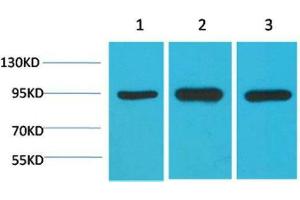 Western Blot (WB) analysis of 1) HeLa, 2)Mouse Brain Tissue, 3) Rat Brain Tissue with HSP90 a Mouse Monoclonal Antibody diluted at 1:2000. (HSP90AA2 antibody)