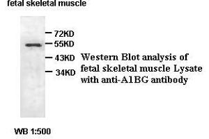 Image no. 2 for anti-alpha-1-B Glycoprotein (A1BG) antibody (ABIN791226) (A1BG antibody)