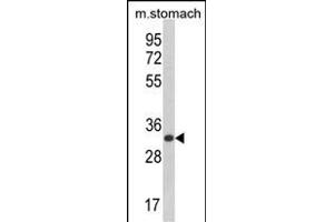 CDIPT antibody  (AA 99-125)