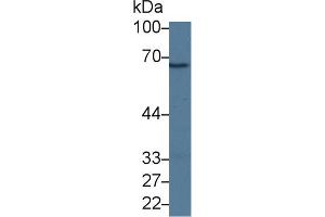 Western Blot; Sample: Rat Liver lysate; Primary Ab: 1µg/ml Rabbit Anti-Mouse CFI Antibody Second Ab: 0. (Complement Factor I antibody  (AA 358-603))