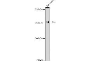 Western blot analysis of extracts of Rat brain, using Ret antibody (ABIN6130657, ABIN6146873, ABIN6146874 and ABIN6213585) at 1:1000 dilution. (Ret Proto-Oncogene antibody  (AA 29-300))