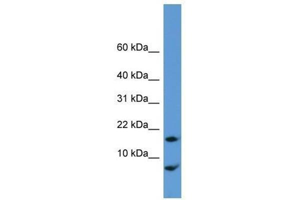 CNIH antibody  (N-Term)