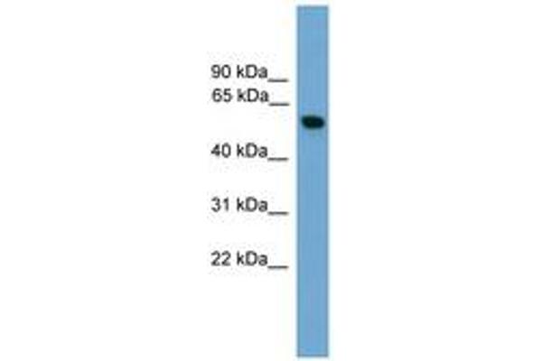 Pyruvate Kinase, Muscle (PKM) (AA 391-440) anticorps