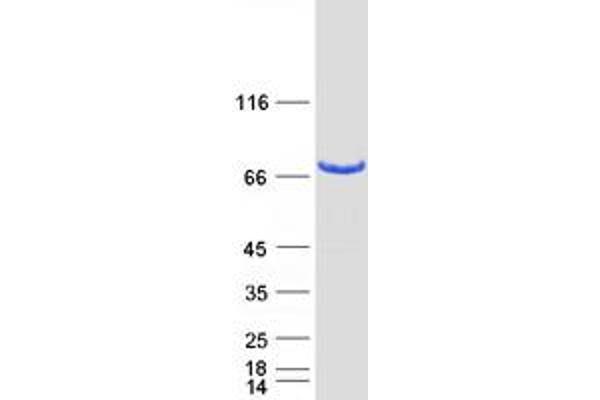 PPWD1 Protein (Myc-DYKDDDDK Tag)