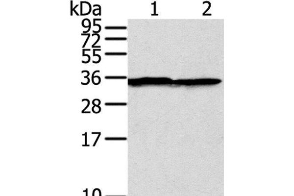 STX3 antibody